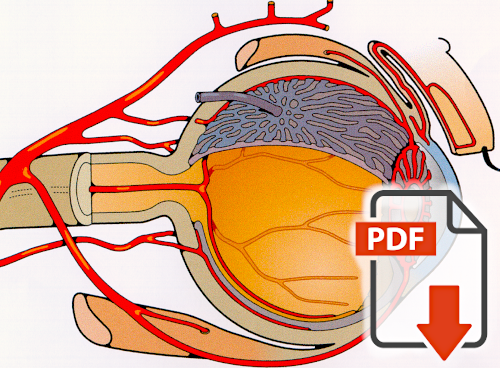 The impact of ocular blood flow in glaucoma