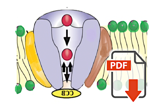 Effects of Calcium Channel Blockers on the Response to Endothelin-1, Bradykinin and Sodium Nitroprusside in Porcine Ciliary Arteries