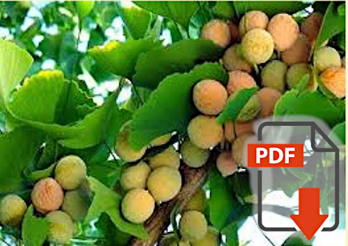 Ginkgo biloba: An adjuvant therapy for progressive normal and high tension glaucoma